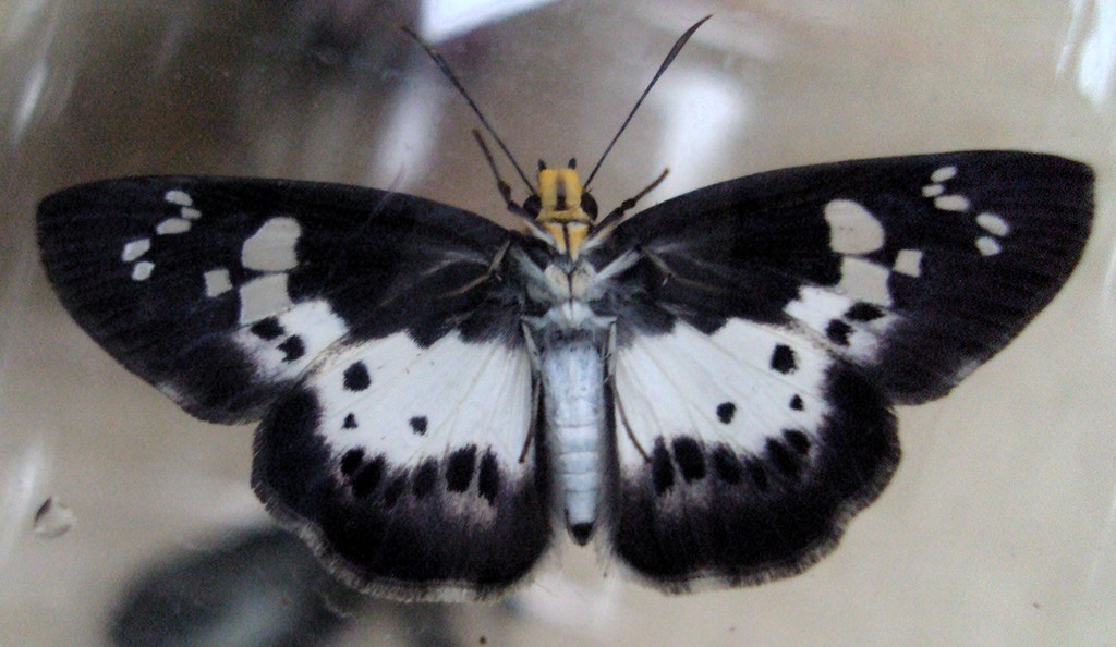 Gerosis