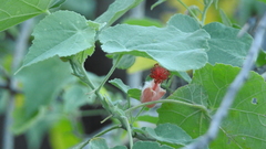 Abutilon micropetalum