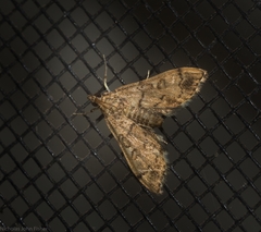 Nacoleia oncophragma