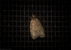 Eulechria convictella