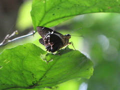 Astraptes