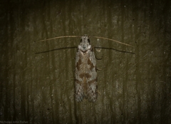 Oxythecta hieroglyphica