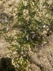 Thalassia hemprichii