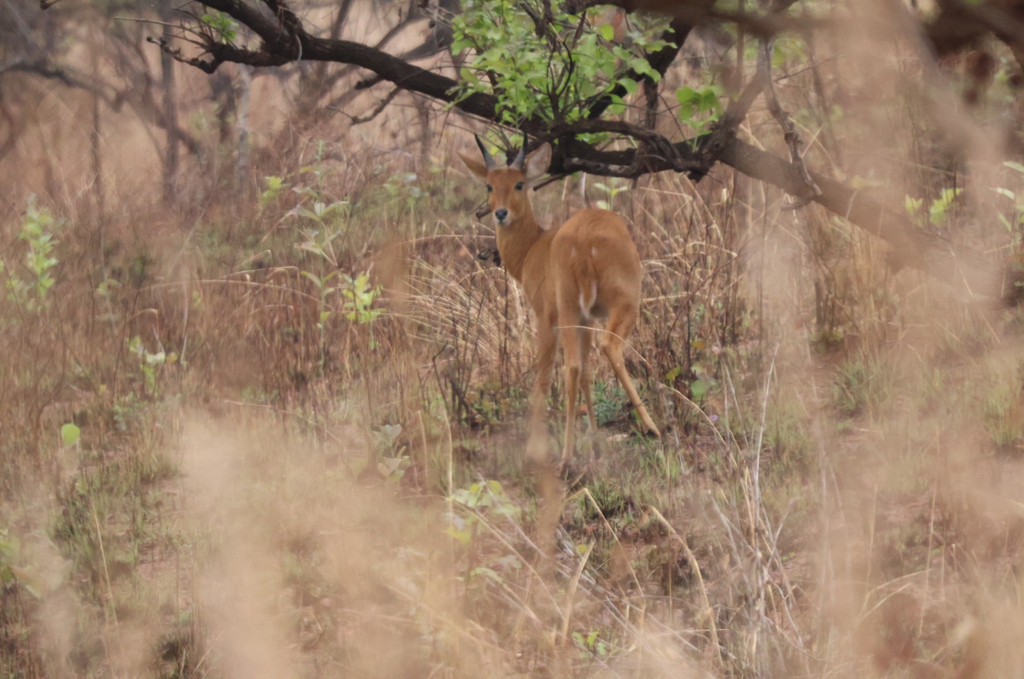 Redunca redunca, Kayonza, RW, by natureisawesome18080