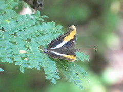 Doxocopa laure laure