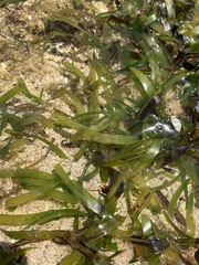 Thalassia hemprichii