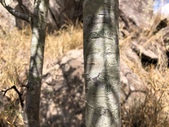 Alectryon diversifolius