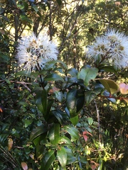 Metrosideros albiflora