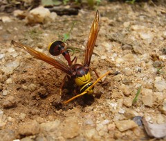 Delta pyriforme pyriforme