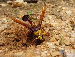 Delta pyriforme pyriforme