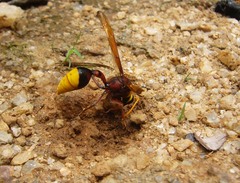 Delta pyriforme pyriforme