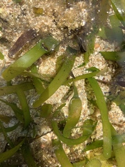 Thalassia hemprichii