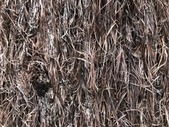 Allocasuarina inophloia