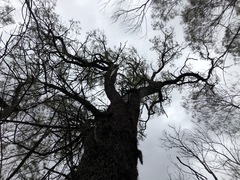 Allocasuarina inophloia