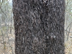 Allocasuarina inophloia