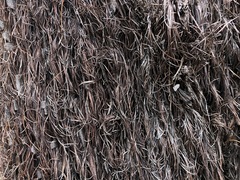 Allocasuarina inophloia