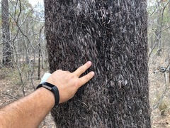 Allocasuarina inophloia