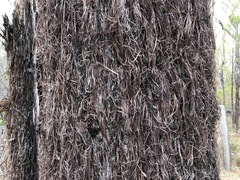 Allocasuarina inophloia