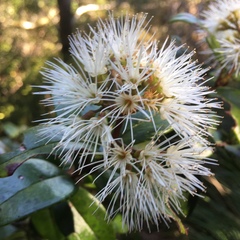 Metrosideros albiflora