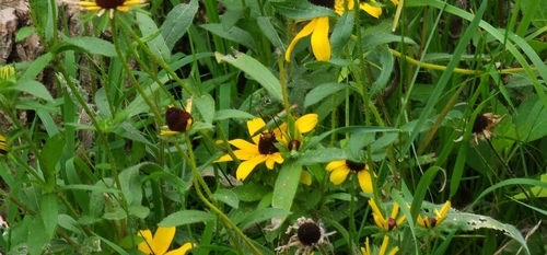 Black-legged Meadow Katydid photo 5