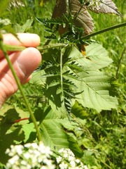 Anthriscus sylvestris