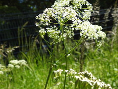 Anthriscus sylvestris