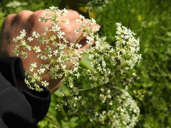 Anthriscus sylvestris