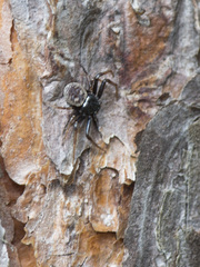 Coriarachne depressa