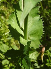 Sonchus oleraceus