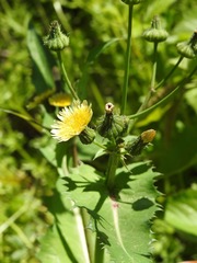 Sonchus oleraceus