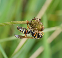 Polistes chinensis