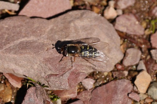 Unknown species found near St Mary, MT 59417, USA