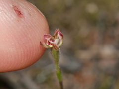 Caladenia bartlettii