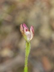 Caladenia bartlettii