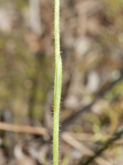 Caladenia bartlettii