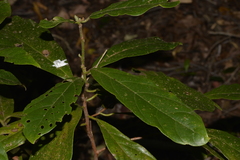 Litsea australis