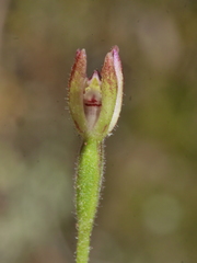 Caladenia bartlettii