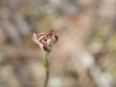 Caladenia bartlettii