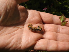 Euplagia quadripunctaria