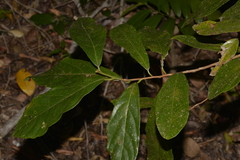 Litsea australis