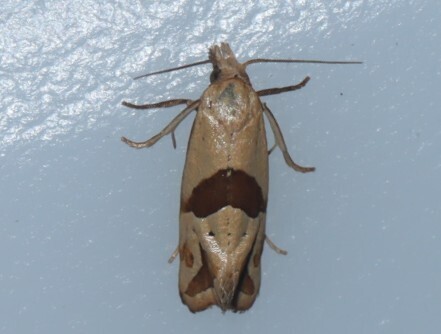 Broad-patched Eugnosta Moth photo 4