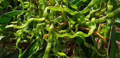 Acacia pycnantha