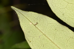 Ectopsocidae