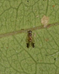 Ectopsocidae