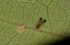 Ectopsocidae