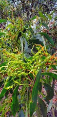 Acacia pycnantha