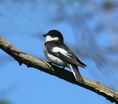 Ficedula semitorquata
