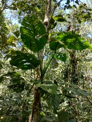 (c) Nicolas Olejnik, some rights reserved (CC BY) Monstera lechleriana, photograph (c) Nicolas Olejnik, some rights reserved (CC BY)