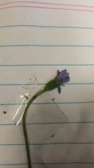 Wahlenbergia multicaulis