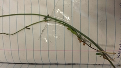 Wahlenbergia multicaulis